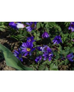 Anemone blanda P9 / 24 per kist