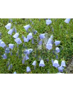 Campanula cochleariifolia P9 / 24 per kist