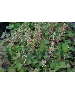 Tellima grandiflora 'Rubra' P9 / 24 per kist