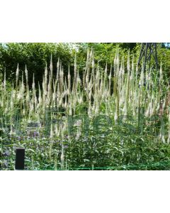 Veronicastrum virg. 'Album' P9 / 24 per kist