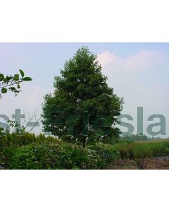 Alnus glutinosa 60-80 cm kw, bos á 25 stuks