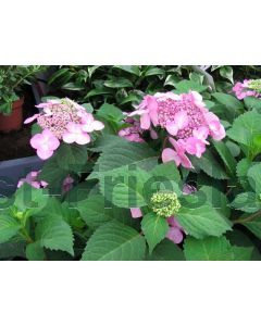 Hydrangea m. 'Endl Sum'Twist 'n Shout (blauw)'® C5