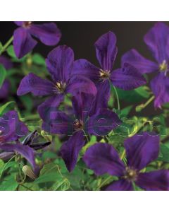 Clematis vit. 'Polish Spirit' 75 cm C2