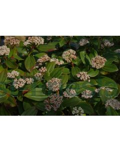 Viburnum davidii C3