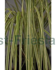 Calamagrostis a. 'Overdam' P9 / 24 per kist