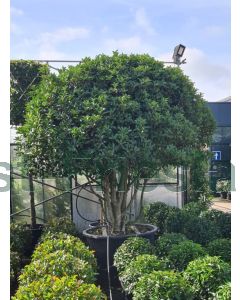 Osmanthus aquifolium 250-275 cm C350 Paddestoel