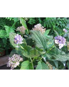 Hydrangea involucrata C3