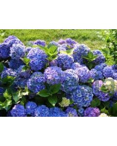 Hydrangea m. 'Bodensee' C2