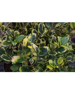 Ilex altaclerensis 'Golden King' C2