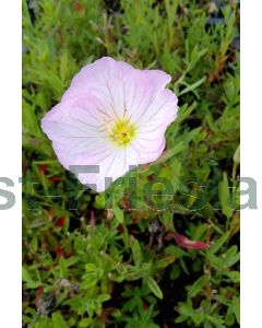 Oenothera speciosa 'Siskiyou' P9 / 24 per kist