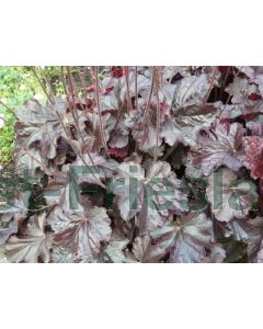 Heuchera 'Obsidian' P9 / 24 per kist