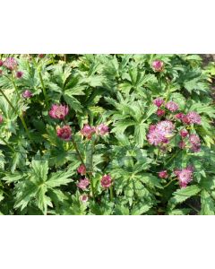 Astrantia maj. 'Ruby Wedding' P9 / 24 per kist