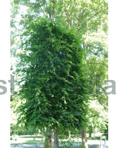 Carpinus bet. 'Lucas' 10/12 kw beveerd