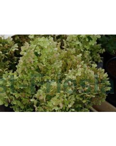 Hydrangea pan.'Pastel Green' C7.5