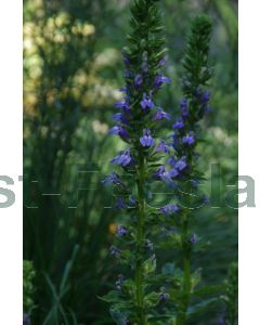 Lobelia gerardii 'Vedrariensis' P9 / 24 per kist