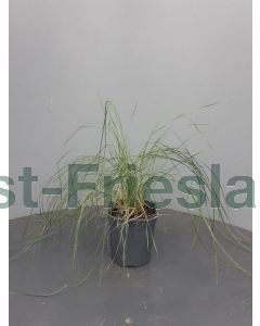 Muhlenbergia capillaris C2