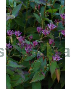 Tricyrtis form. 'Purple Beauty' P9 / 24 per kist