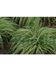 Molinia caerulea 'Variegata' P9 / 24 per kist