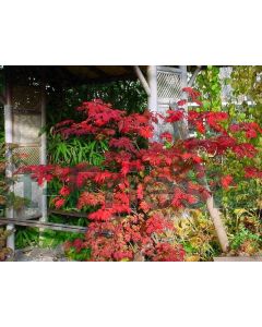 Acer jap. 'Aconitifolium' 100-125 cm C20