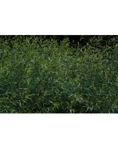 Salix purpurea 80-100 cm kw 2-3 tak, bos á 25 stuks