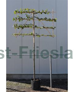 Tilia europaea 'Pallida' 12/14 C45 leivorm 200 cm stam