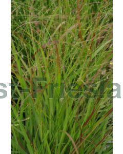 Panicum virg. 'Rehbraun' P9 / 24 per kist