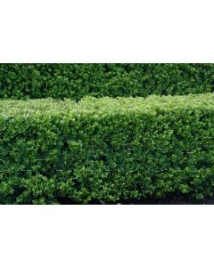 Ilex cren.'Dark Green' C7.5 Ø 30 cm bolvorm