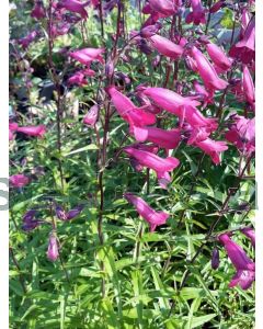 Penstemon 'Rich Ruby' P9 / 24 per kist