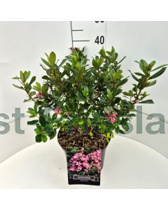 Escallonia laevis 30-40 cm C10