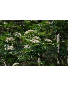 Sorbus 'Dodong' 150-175 cm C35