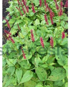 Persicaria ampl. 'Taurus' P9 / 24 per kist