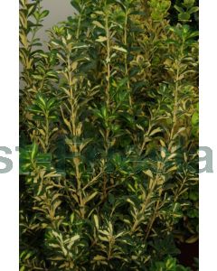 Euonymus j. 'Aureus' 80-100 cm C9