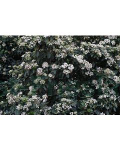 Viburnum tinus C4 50 cm stam