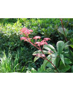 Rodgersia pinnata P9 / 24 per kist