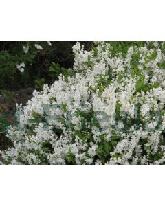 Deutzia gracilis 'Nikko' C2