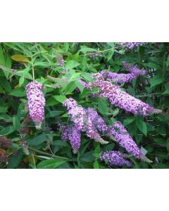 Buddleja dav. 'Fascinating' C3