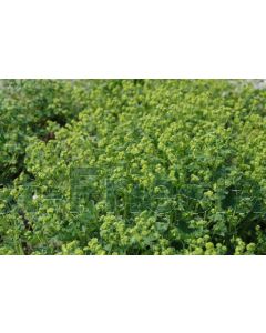 Alchemilla vulgaris P9 / 24 per kist