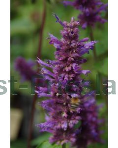 Agastache 'Blue Boa' P9 / 24 per kist