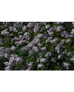 Lunaria rediviva P9 / 24 per kist