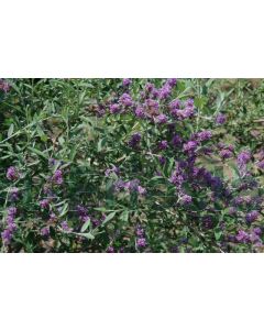 Buddleja alt. 'Unique' C5