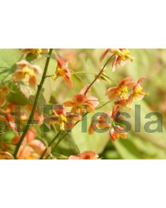 Epimedium pubigerum 'Orangekönigin' P9 / 24 per kist