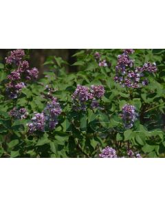 Syringa v. 'Katherine Havemeyer' 80-100 cm C12