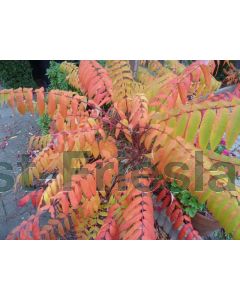 Rhus typhina C3