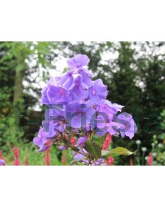 Phlox (P) 'Amethyst' P9 / 24 per kist