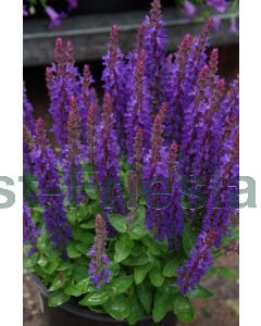 Salvia nem. 'Sens. Deep Blue' P9 / 24 per kist