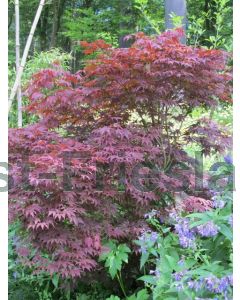 Acer pal. 'Atropurpureum' 60-80 cm C5