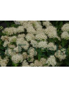 Spiraea jap. 'Albiflora' C2