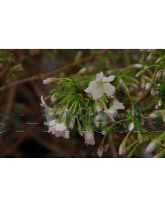 Prunus nipponica 'Brillant' C5 80 cm stam