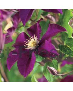 Clematis 'Warszawska Nike' 75 cm C2