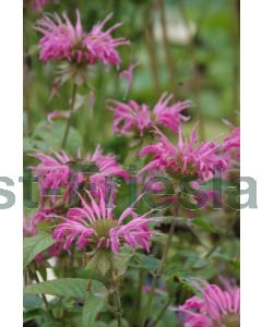 Monarda 'Croftway Pink' P9 / 24 per kist